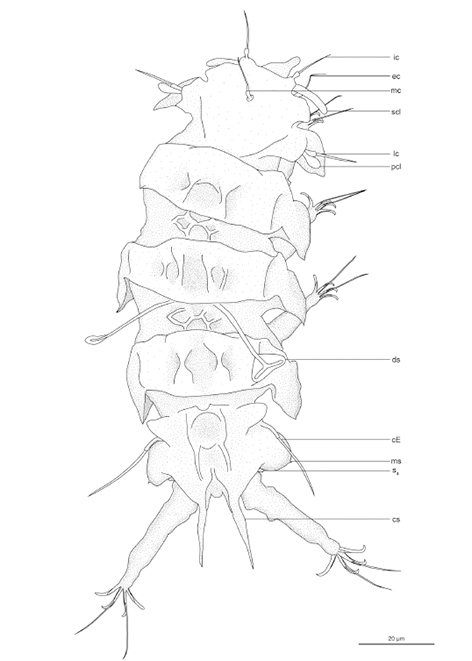 C̃N}VStygarctus ayatori