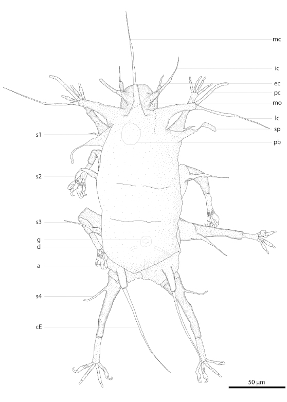 C̃N}VHalechiniscus churakaagii