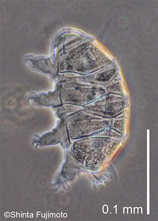 Terrestrial heterotardigrade