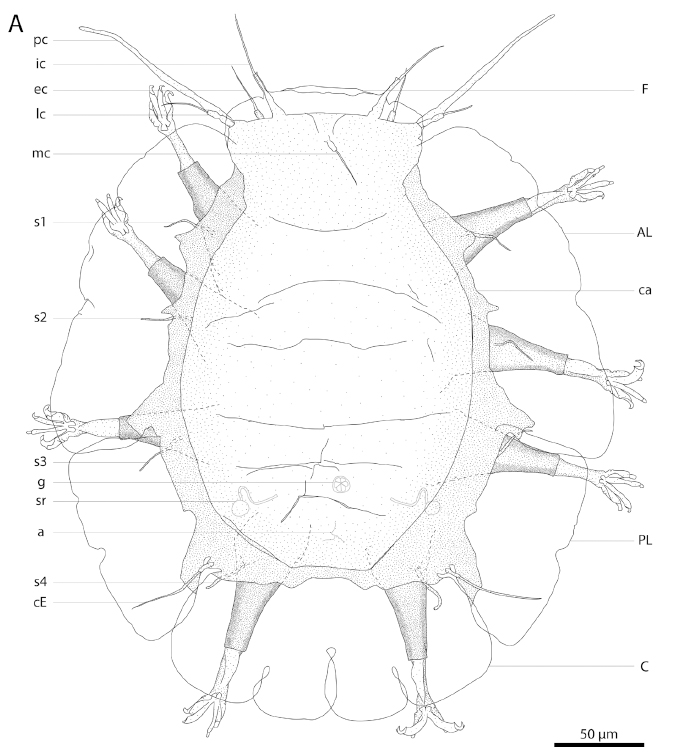 C̃N}VFlorarctus wunai