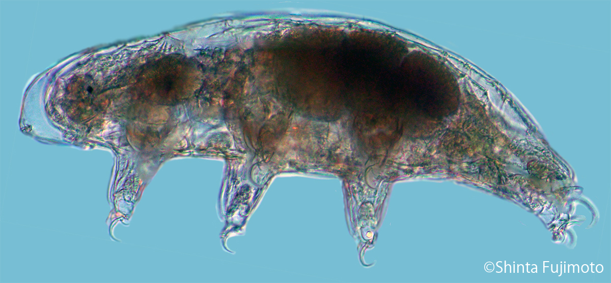 クマムシと海（Q&Aサクッと、クマムシッ！）