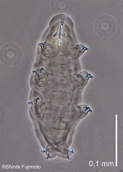 Terrerstrial eutardigrade